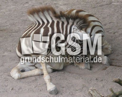 Damarazebra-_2372.JPG